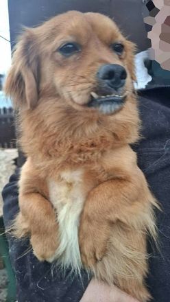 Grisu, lieb und mit individuellem Charme