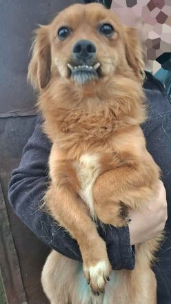 Grisu, lieb und mit individuellem Charme