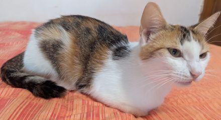 Hauskatze (EKH) Rosi sucht ein liebevolles, wunderschönes Zuhause