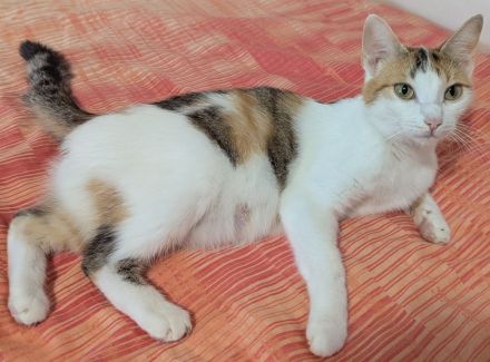 Hauskatze (EKH) Rosi sucht ein liebevolles, wunderschönes Zuhause