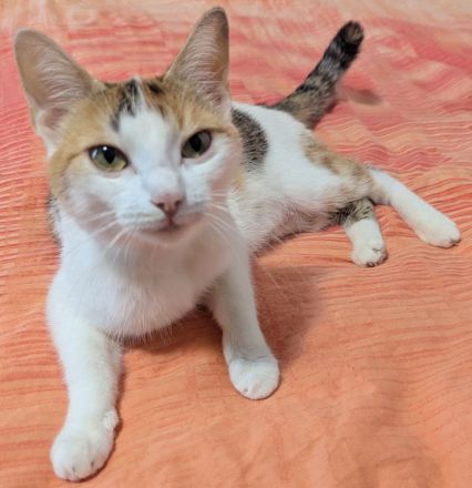 Hauskatze (EKH) Rosi sucht ein liebevolles, wunderschönes Zuhause
