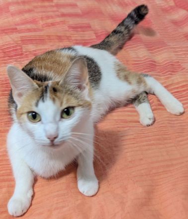 Hauskatze (EKH) Rosi sucht ein liebevolles, wunderschönes Zuhause