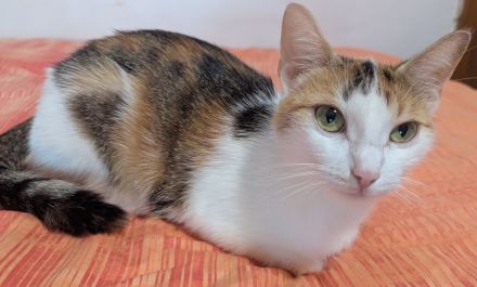 Hauskatze (EKH) Rosi sucht ein liebevolles, wunderschönes Zuhause