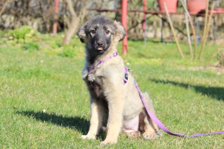 Adina sucht ihr zu Hause..