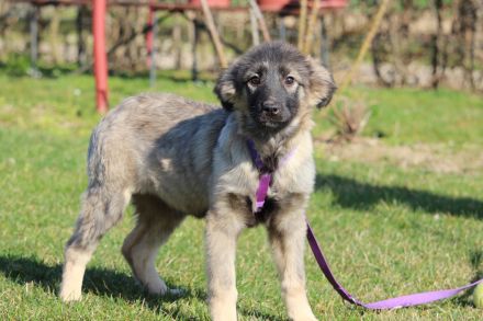 Adina sucht ihr zu Hause..