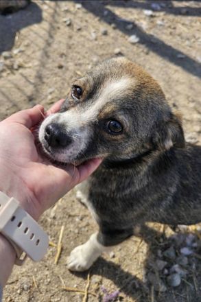 Ceviche und ihre Schwester Barlie, klein, freundlich, 1 Jahr alt suchen ein Zuhause