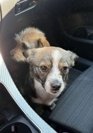 Ceviche und ihre Schwester Barlie, klein, freundlich, 1 Jahr alt suchen ein Zuhause