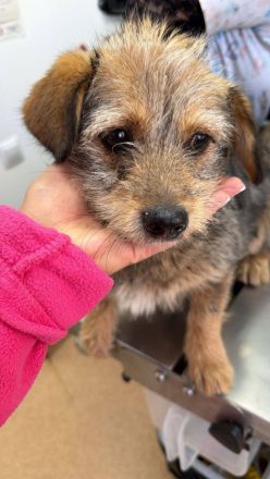 Ceviche und ihre Schwester Barlie, klein, freundlich, 1 Jahr alt suchen ein Zuhause