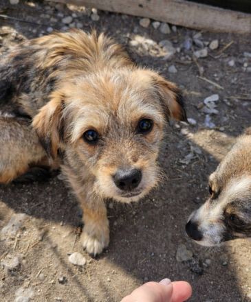 Ceviche und ihre Schwester Barlie, klein, freundlich, 1 Jahr alt suchen ein Zuhause
