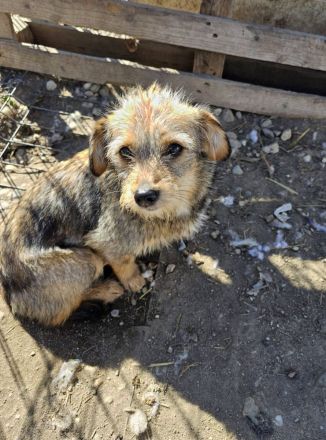 Ceviche und ihre Schwester Barlie, klein, freundlich, 1 Jahr alt suchen ein Zuhause