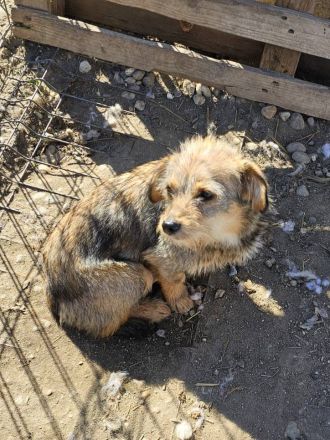 Ceviche und ihre Schwester Barlie, klein, freundlich, 1 Jahr alt suchen ein Zuhause