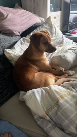 Schmitz-Backes, ein junger Kerl, verspielt und lebendig, sucht eine Familie, die ihm die Welt zeigt