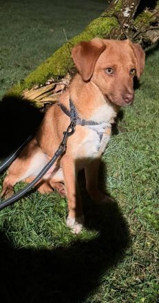 Schmitz-Backes, ein junger Kerl, verspielt und lebendig, sucht eine Familie, die ihm die Welt zeigt