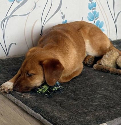 Schmitz-Backes, ein junger Kerl, verspielt und lebendig, sucht eine Familie, die ihm die Welt zeigt