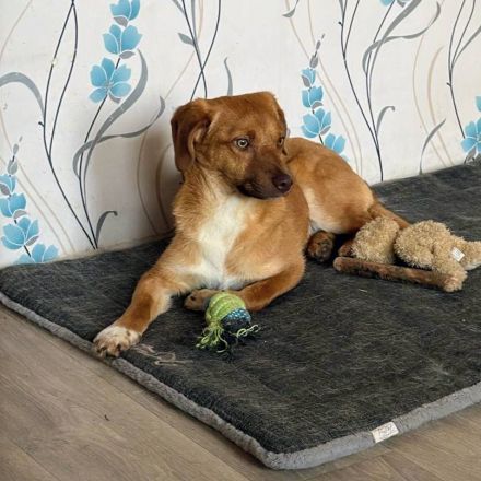 Schmitz-Backes, ein junger Kerl, verspielt und lebendig, sucht eine Familie, die ihm die Welt zeigt