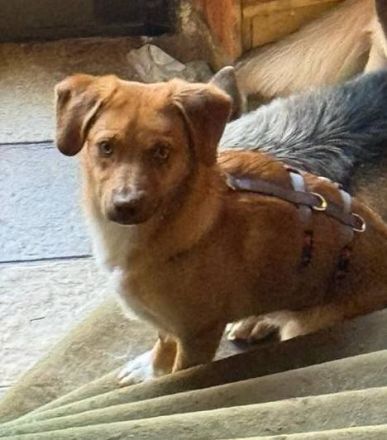 Schmitz-Backes, ein junger Kerl, verspielt und lebendig, sucht eine Familie, die ihm die Welt zeigt