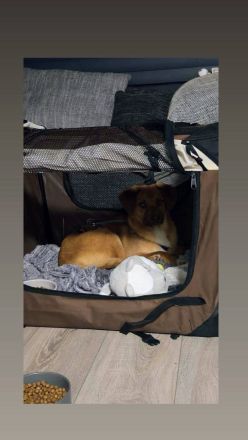 Schmitz-Backes, ein junger Kerl, verspielt und lebendig, sucht eine Familie, die ihm die Welt zeigt