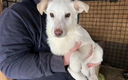 Sanfte und feinfühlige Lita sucht ihre Menschen