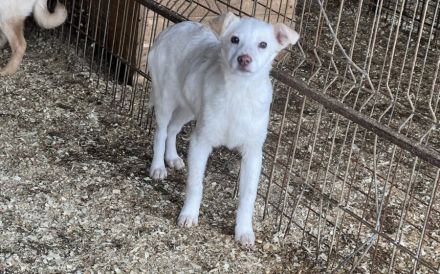 Sanfte und feinfühlige Lita sucht ihre Menschen