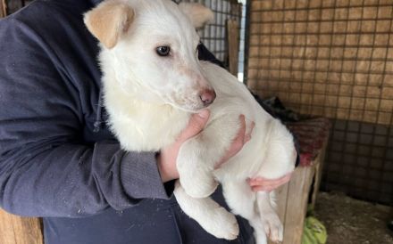 Sanfte und feinfühlige Lita sucht ihre Menschen