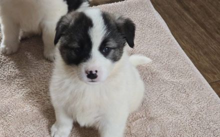 Flauschiger, liebenswerter Jiminy sucht Familienanschluss