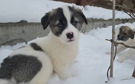 Flauschiger, liebenswerter Jiminy sucht Familienanschluss