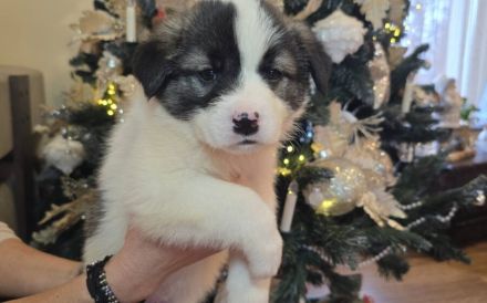 Flauschiger, liebenswerter Jiminy sucht Familienanschluss