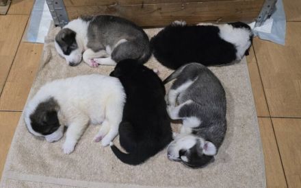 Flauschiger, liebenswerter Jiminy sucht Familienanschluss