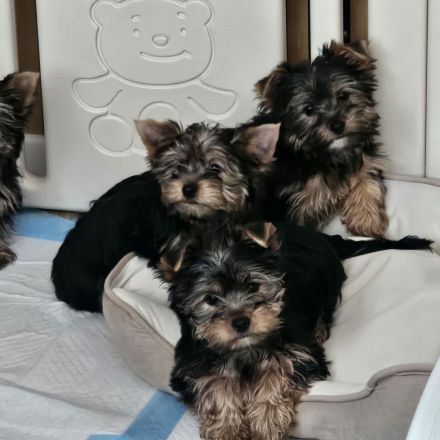 Yorkshire Terrier zu verkaufen