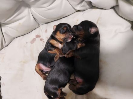 Yorkshire Terrier zu verkaufen