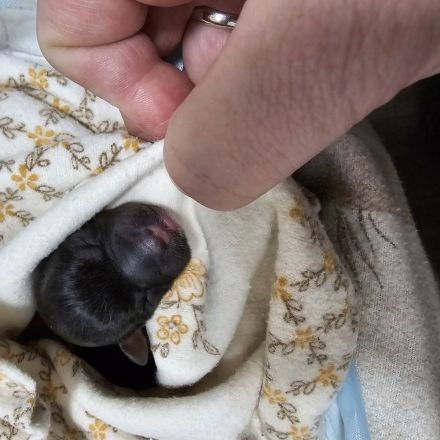 Yorkshire Terrier zu verkaufen