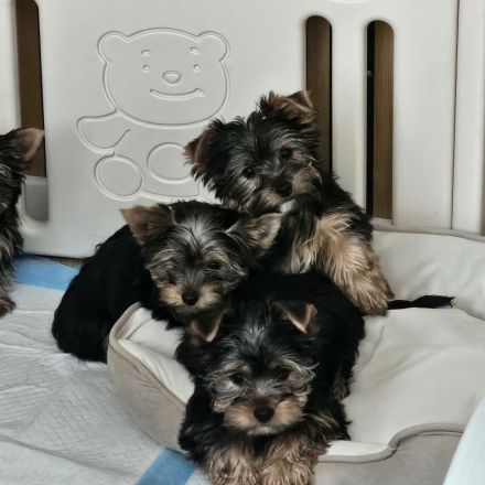 Yorkshire Terrier zu verkaufen