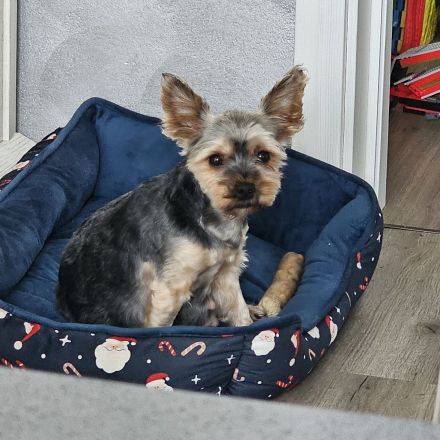 Yorkshire Terrier zu verkaufen
