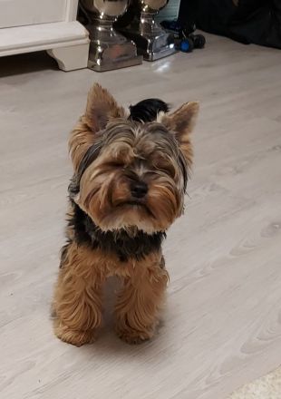 Yorkshire Terrier zu verkaufen