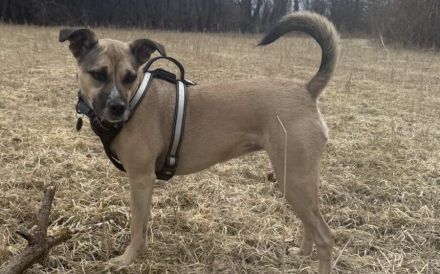 Xenia - fröhliche, liebe Hündin