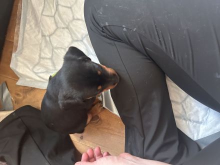 Deutsche Jagd, Terrier Welpen