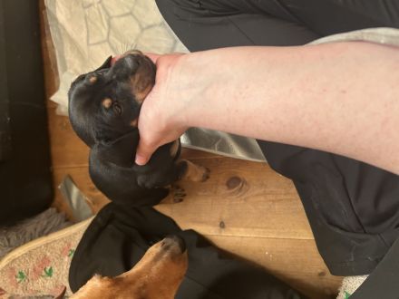 Deutsche Jagd, Terrier Welpen