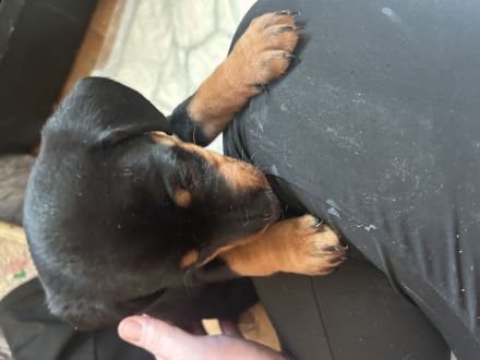 Deutsche Jagd, Terrier Welpen