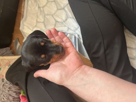 Deutsche Jagd, Terrier Welpen