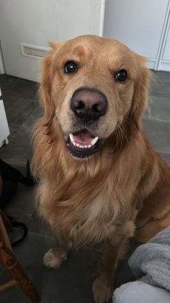 Golden Retriver Balou, 3 Jahre, sucht liebevolles Zuhause
