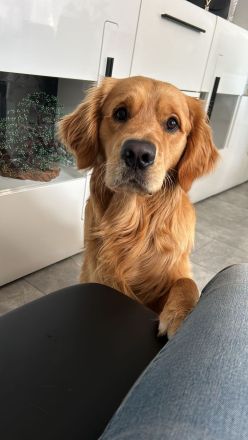 Golden Retriver Balou, 3 Jahre, sucht liebevolles Zuhause