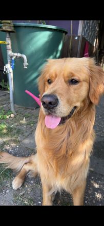 Golden Retriver Balou, 3 Jahre, sucht liebevolles Zuhause