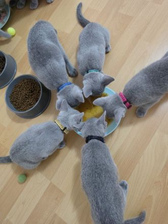 Wunderschöne Russisch Blau Kitten, Reinrassig, Stammbaum, Züchter