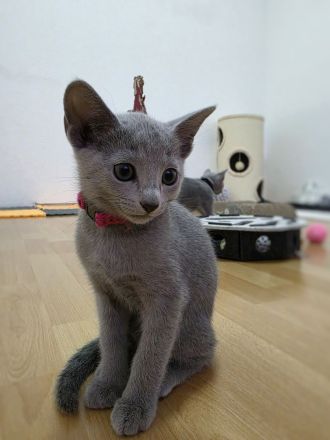 Wunderschöne Russisch Blau Kitten, Reinrassig, Stammbaum, Züchter
