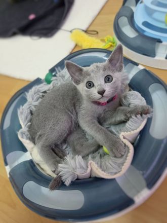 Wunderschöne Russisch Blau Kitten, Reinrassig, Stammbaum, Züchter