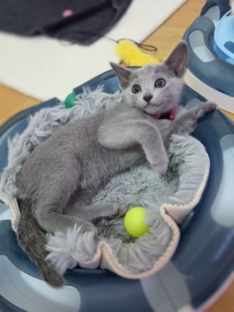 Wunderschöne Russisch Blau Kitten, Reinrassig, Stammbaum, Züchter