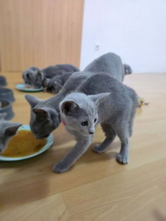 Wunderschöne Russisch Blau Kitten, Reinrassig, Stammbaum, Züchter
