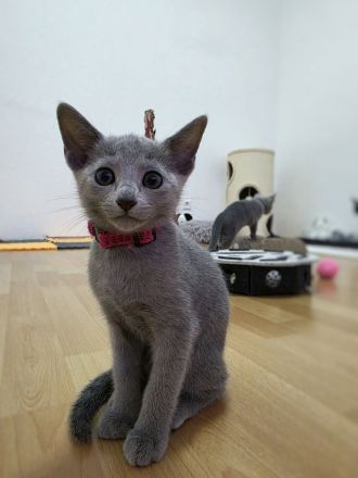 Wunderschöne Russisch Blau Kitten, Reinrassig, Stammbaum, Züchter
