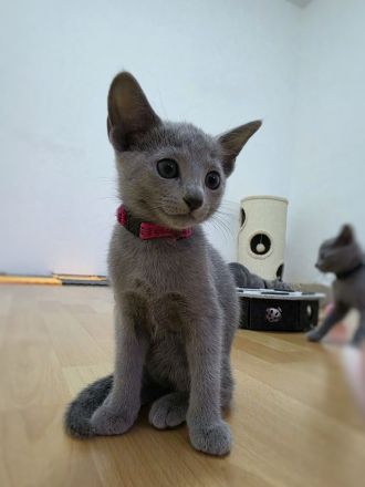 Wunderschöne Russisch Blau Kitten, Reinrassig, Stammbaum, Züchter