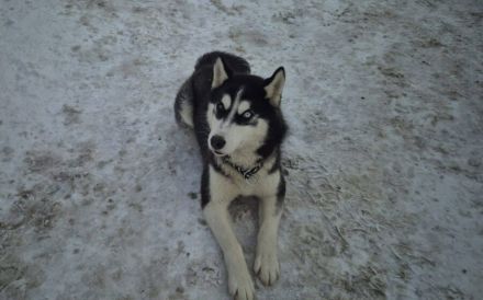 Scout ist bereit für seine Familie